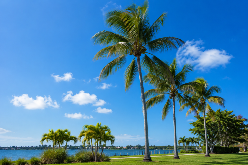 Palm trees on a sunny Florida waterfront under a blue sky — Florida and Alabama housing market update