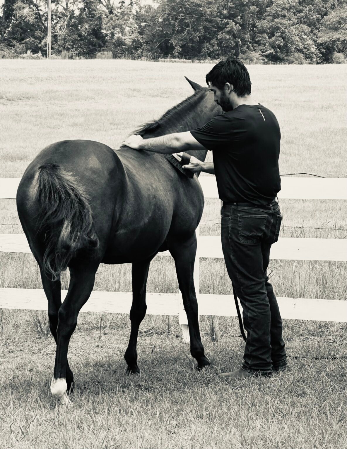 The broker brushing his horse