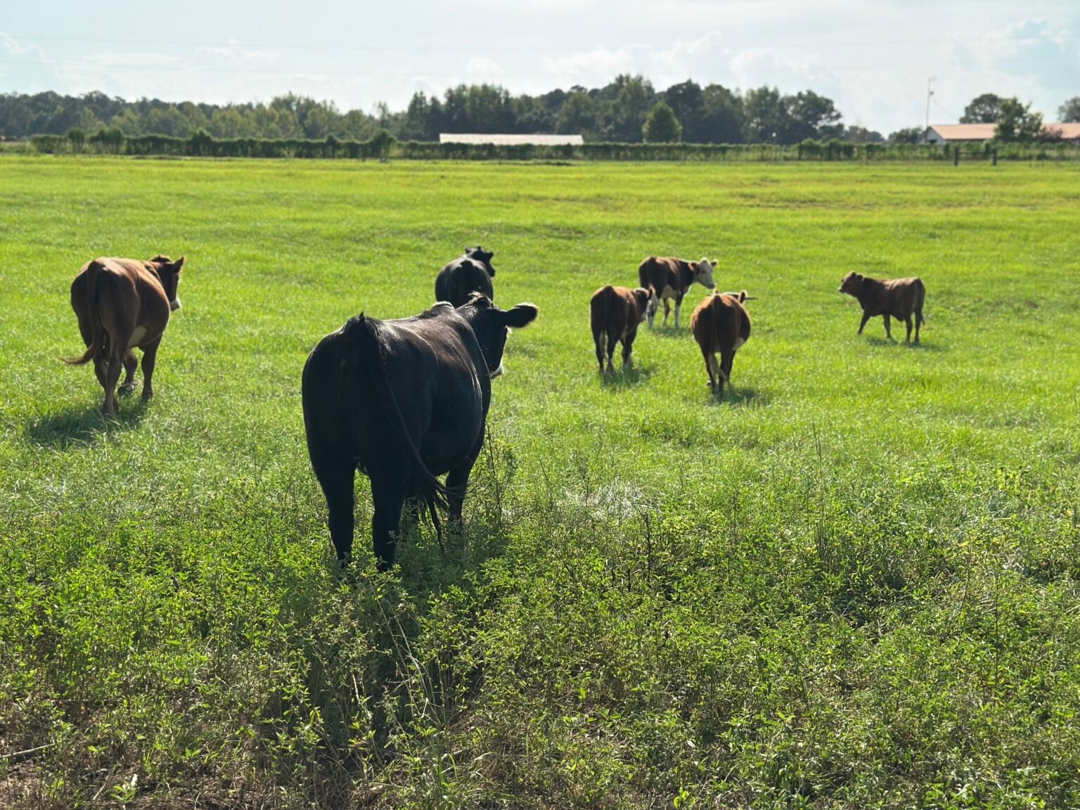 Black cattle grazing across an open green pasture